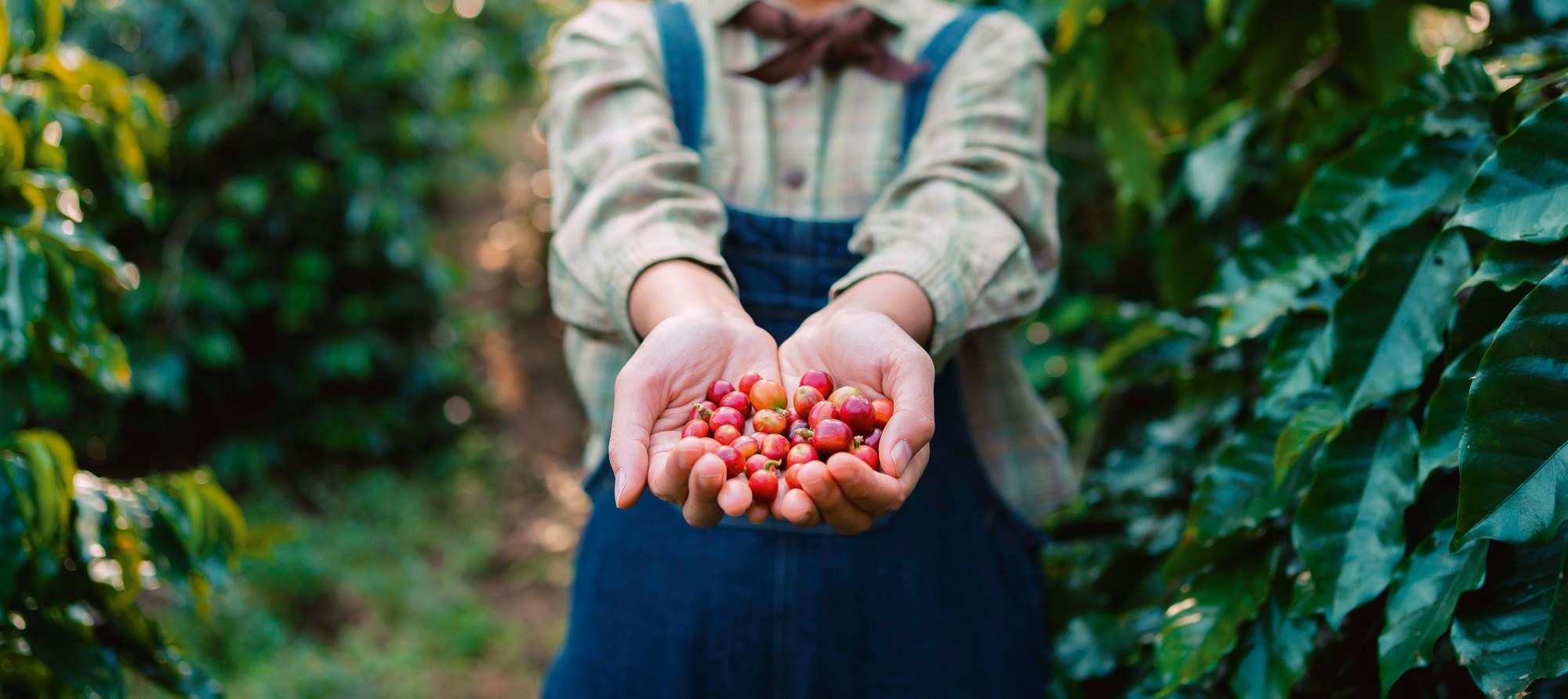 To make our coffee, we select only the finest Arabica coffee beans, with zero flaws